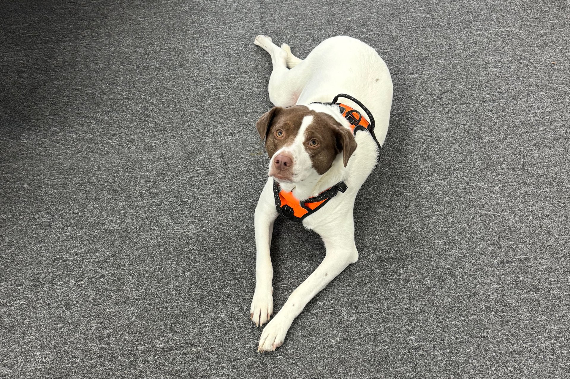 White dog with brown spots looking up at camera