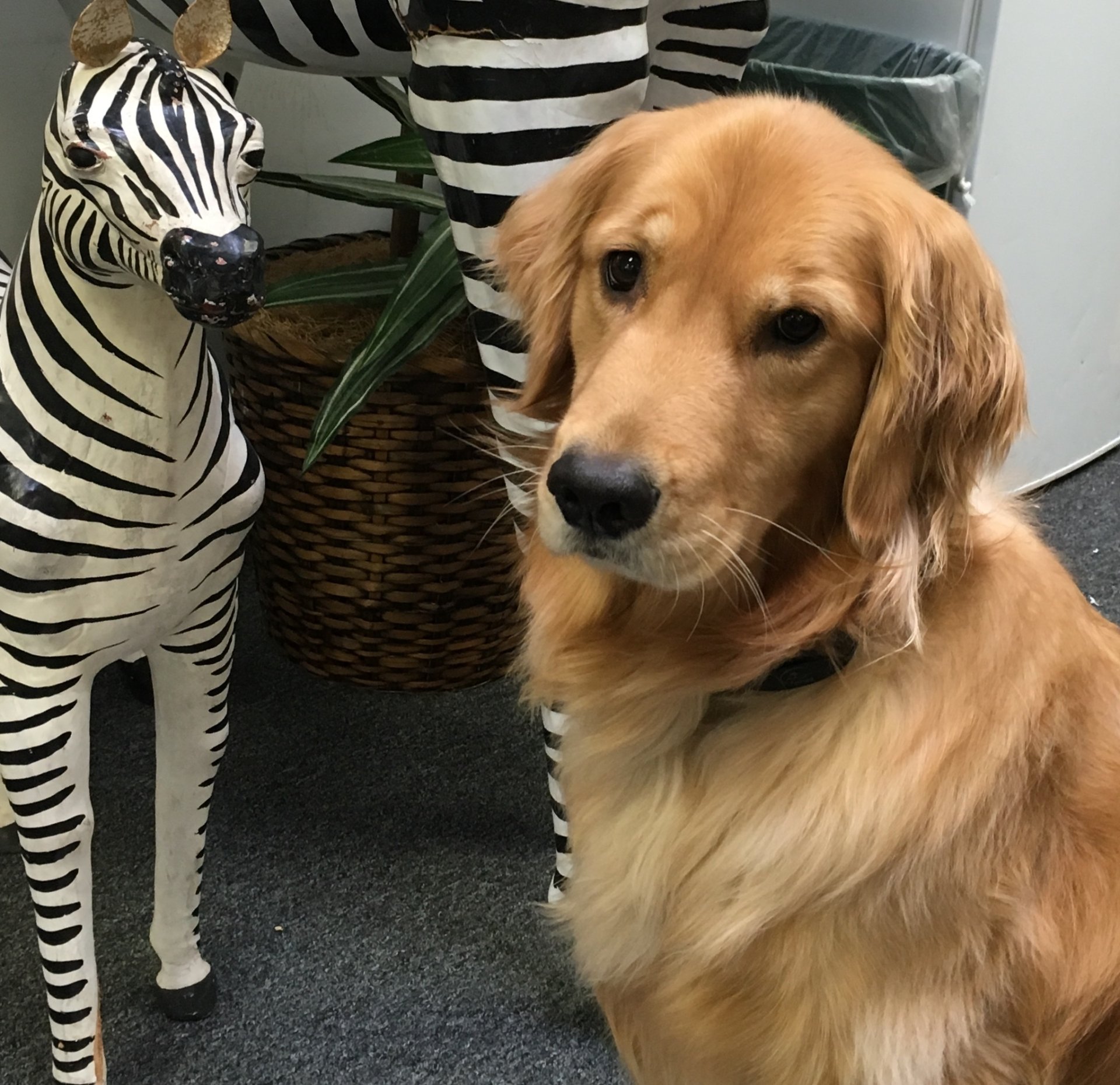 Golden retriever posing with zebra statues
